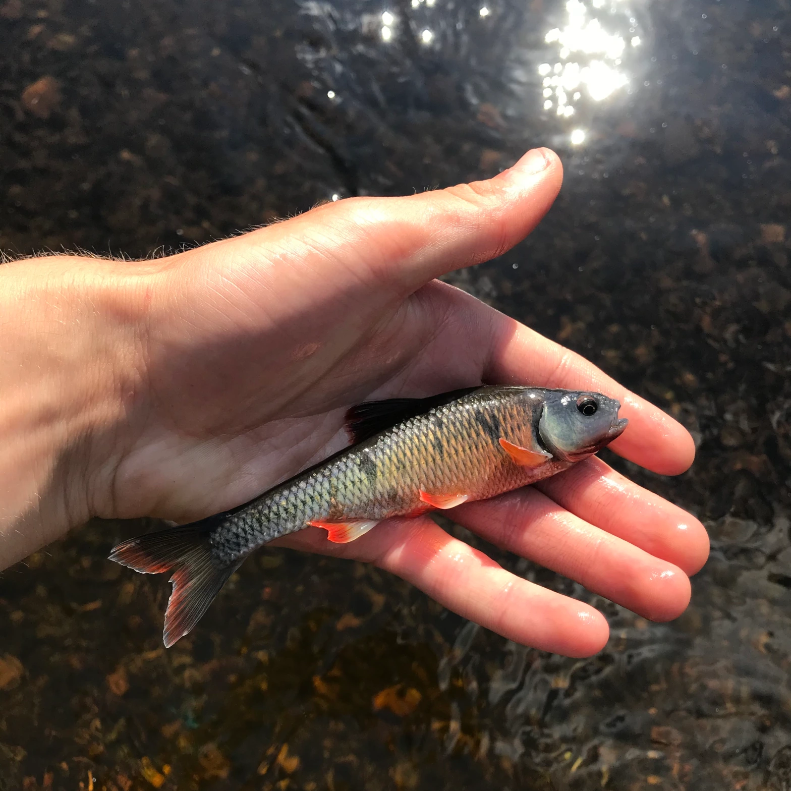 Native Fish Species of Massachusetts – Current Angler