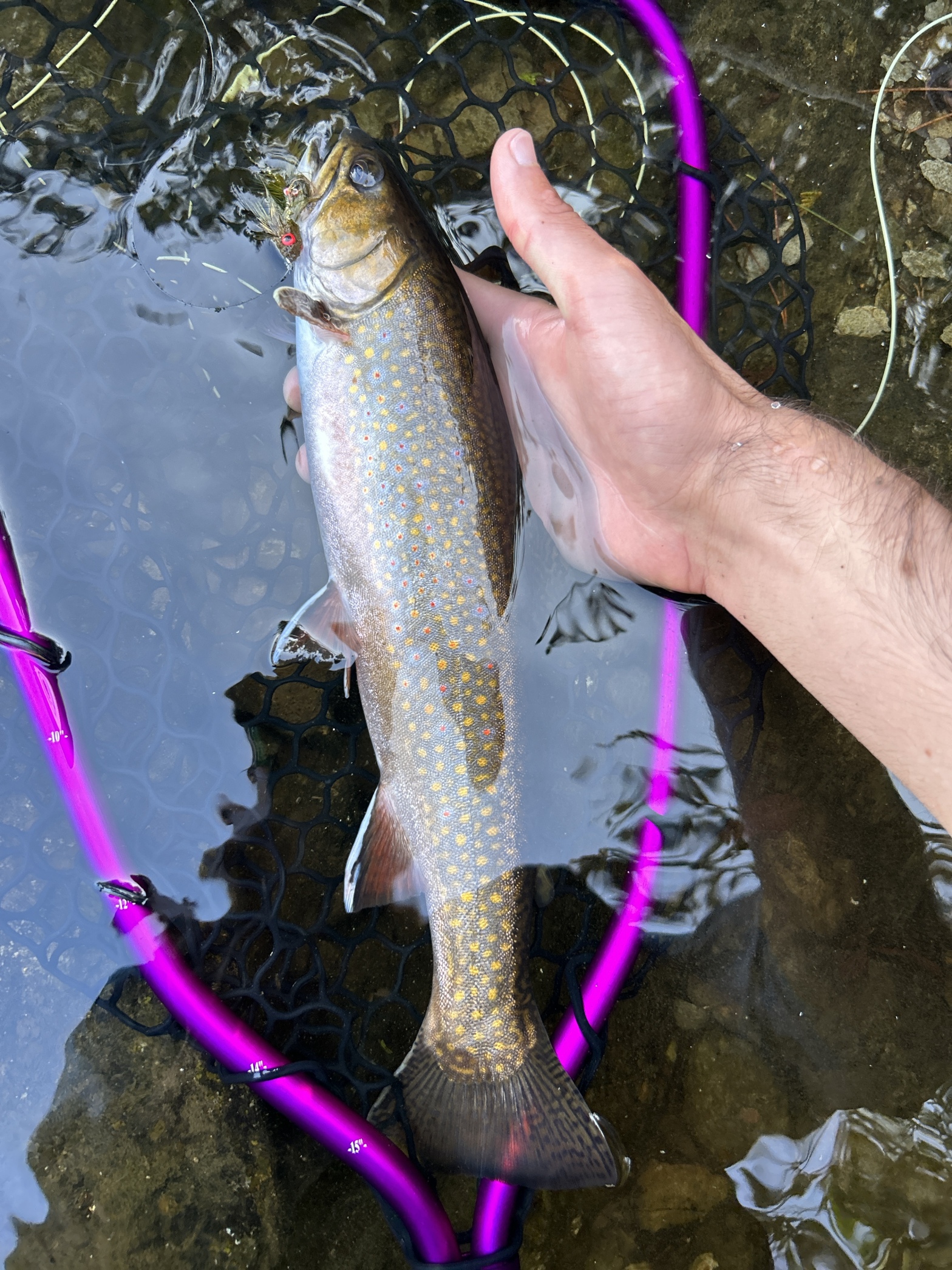 Maine Streamer Season – Current Angler
